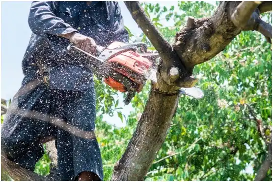 tree services Noblestown